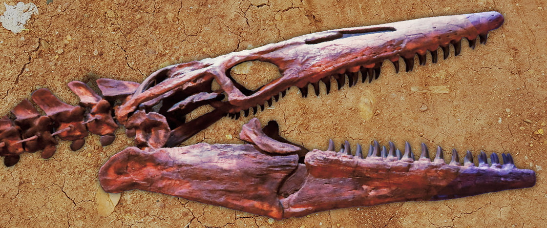 Image of a fossil head