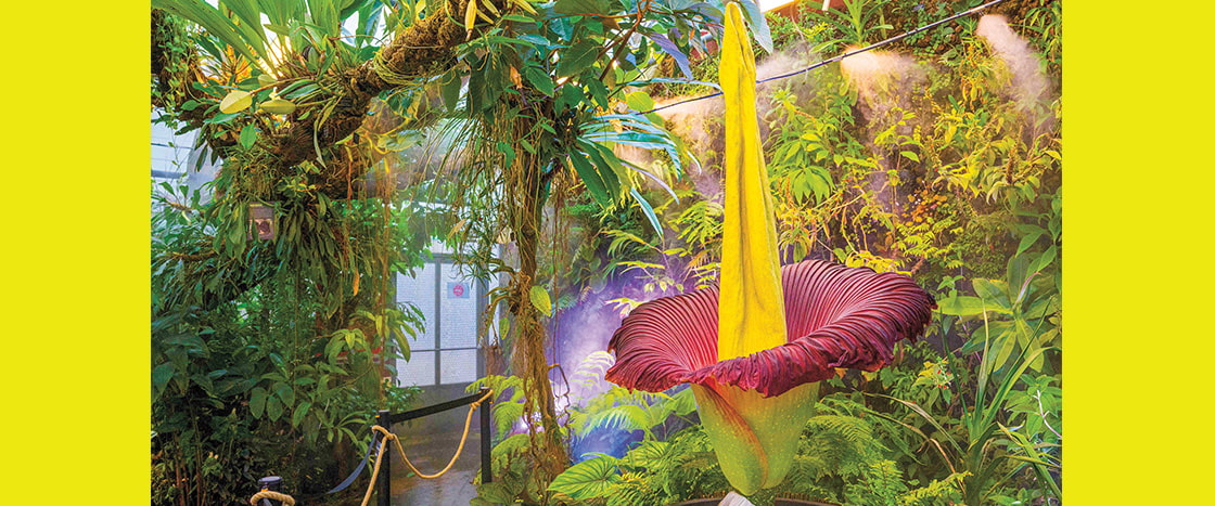 Image of a giant purple plant