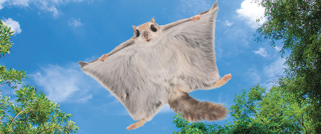 Image of flying squirrel flying